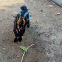 بیگ تهمی درجه یک|حیوانات مزرعه|مسجد سلیمان, |دیوار