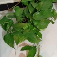 طلای سبز|جواهرات|خرمآباد, |دیوار