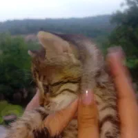 واگذاری رایگان بچه گربه