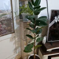 گل فیکوس و حسن یوسف|گل و گیاه طبیعی|جیرفت, |دیوار