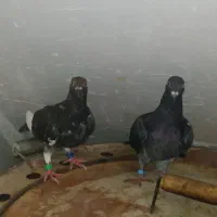 کبوتر پلاکی جوجه هیچ پر ۲عدد