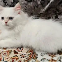 گربه بریتیش ۳ ماهه سفید چشم آبی لانگ هیر