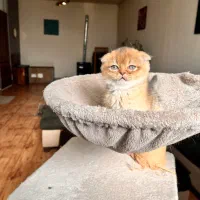 گربه اسکاتیش فولد گلد ny25