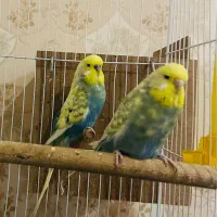 مرغ عشق انگلیسی مولد و دستی