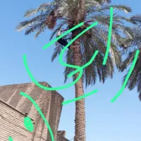 قطع نخل بریدن نخل استاد نخل هرس نخل