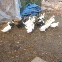 فروش فوری تعدادی اردک و بوقلمون به فروش میرسد|حیوانات مزرعه|رضوانشهر, |دیوار