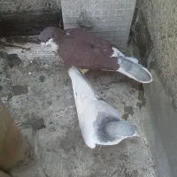 چپ خوشرنگ درجه یک