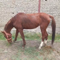 اسب مادیان کره ۲سال و نیم ترکمن