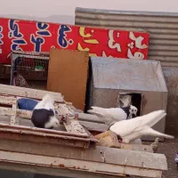 کفتر معاوظه|پرنده|شیراز, پانصد دستگاه ارتش|دیوار