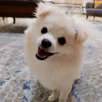 واگذاری هاپو کوچولو|سگ|تهران, جردن|دیوار