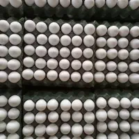 تخم مرغ|خوردنی و آشامیدنی|تهران, شهرآرا|دیوار