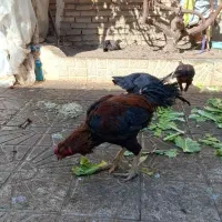 مرغ و خروس لاری|حیوانات مزرعه|مشهد, شهید آوینی|دیوار