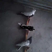 کبوتر فروشی|پرنده|بهبهان, |دیوار