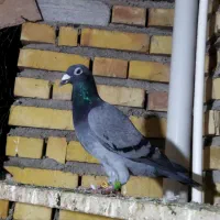 رنگی و پلاکی معاوضه هم دارم|پرنده|گنبد کاووس, |دیوار