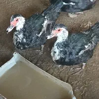 اردک خارجی|حیوانات مزرعه|نیمروز, |دیوار