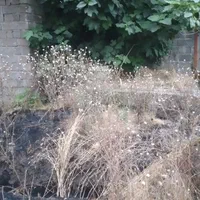 تراشیدن علف هرز وسمپاشی