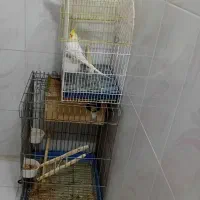 عروس هلندی|پرنده|مهاجران, |دیوار