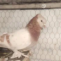 کفتر سالم‌وسرحال