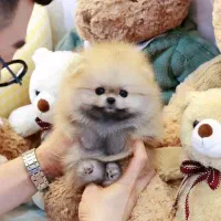 پامرانین خرسی کره ای