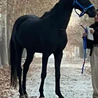 اسب قد ۱۸۳ .دو راس|اسب و تجهیزات اسب‌سواری|تهران, نیاوران|دیوار