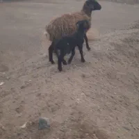 میش و بره|حیوانات مزرعه|سده (خراسان جنوبی), |دیوار