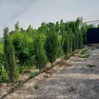 فروش ۲۴ اصله نهال سرو شیرازی