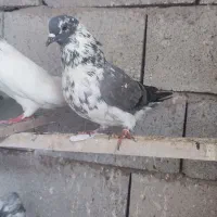 کبوتر پرشی شوط|پرنده|ماکو, |دیوار