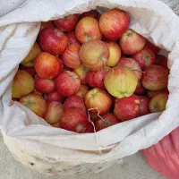 سیب مناسب آبگیری، سرکه، مربا و خشک کردن