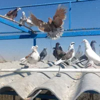 کفتر جوجه|پرنده|تهران, بهارستان|دیوار