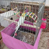 عروس نر دستی