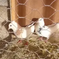 کبوتر|پرنده|ماهدشت, |دیوار