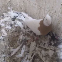 طوقی|پرنده|قم, مهدیه|دیوار