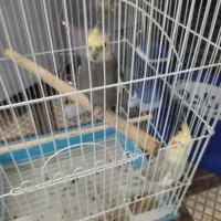 عروس هلندی