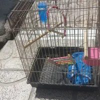 قفس عروس هلندی