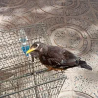 مرغ مینا|پرنده|ایلام, |دیوار