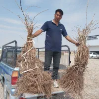 نهال انگور با ضمانت کتبی