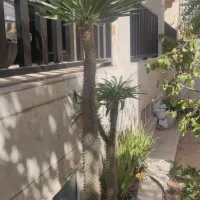افوربیا و ماداگاسکار قد ۱۹۰|گل و گیاه طبیعی|تهران, سردارجنگل|دیوار