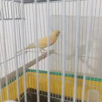 قناری نر زرد