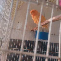 قناری سوپری تنه درشت