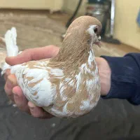 چپ سرخ نر ساده کلاغ و ماده افشون چپ