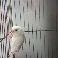 مرغ عشق البینو جوان ماده