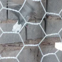 ۶ عدد ماده طوقی ودم سفید|پرنده|ابرکوه, |دیوار