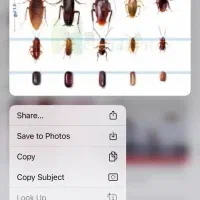 سم پاشی ساس سوسک موش (سمپاشی با ضمانت کتبی)|خدمات نظافت|تهران, افسریه جنوبی|دیوار
