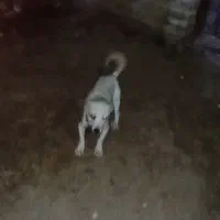 سگ دوبرمن ماده