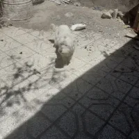 سگ‌پاکوتاه‌واکسن‌خورده