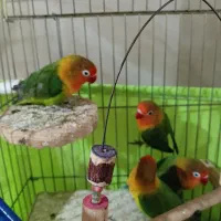 طوطی برزیلی یکی دوماهه