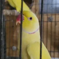 جفت طوطی ملنگو لوتینو مولد|پرنده|بندرعباس, |دیوار