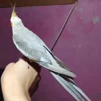 جفت عروس هلندی مولد سخنگو