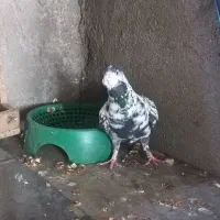 سوسکی سیاه نر