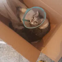 واکذاری گربه رایگان